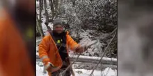 Arrestato piromane del Gargano: era un volontario della Protezione Civile di Vieste
