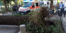 Crolla un albero in piazza Risorgimento a Milano: tre feriti
