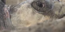 La carica di 330mila tartarughe vista dal drone, massiccia nidificazione: la minaccia dal clima