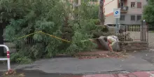 Violento temporale a Roma: un albero abbatte la cancellata di un condominio