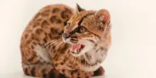 Bolivia, identificata nuova specie di felino selvatico: il "tilcayo"