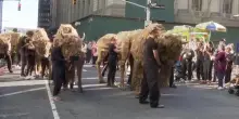 Travestiti da bisonti sfilano per Manhattan per omaggiare la storia di un animale-simbolo d'America