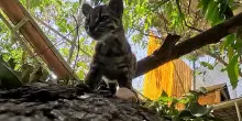 Identificato Tigrino, uno dei due soli esemplari viventi di gatto selvatico, di 10 anni