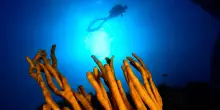Ponza e Ventotene: il blu si mette in mostra
