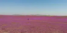 Esplosione di fiori nel deserto di Atacama dopo le piogge di El Ni&ntilde;o