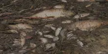 Fuoriuscita di concime da stabilimento, mor&igrave;a di pesci nel Polesine