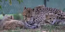 La "lotta" del cucciolo di ghepardo che si contende la mamma con gli altri piccoli