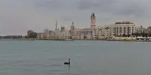 Un cigno nero nuota sul lungomare di Bari, la meraviglia nel giorno della festa