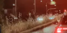 A Roma i cavalli per la parata del 2 giugno in fuga in mezzo al traffico