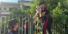 Terremoto Campi Flegrei, salvato un cane da un edificio inagibile