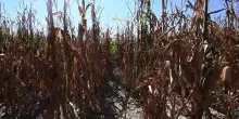 Siccit&agrave;, nei campi di Alessandria il raccolto &egrave; "zero": l'allarme degli agricoltori