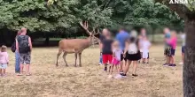 In Abruzzo i cervi braccati dai turisti caricano passanti: Scanno prepara l'ordinanza anti-maleducati