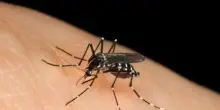 Allarme in Italia per le nuove zanzare: da dove arrivano e cosa si rischia se si viene punti