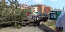 Italia, albero cade sulla folla di turisti: è tragedia. E la gente si fa i selfie