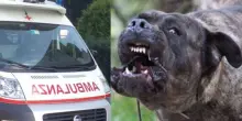 “Lo ha sbranato”. Attaccato dal cane di casa, soccorsi a sirene spiegate sul posto. Cosa è successo