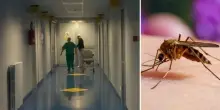 West Nile, altri due casi in Italia. L’esperto: “Ecco come difendersi, evitate questi errori”
