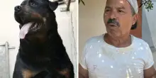 Fratellini aggrediti dal rottweiler, il testimone: “La nonna non riusciva a staccarlo da loro”