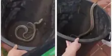 Italia. Rientra in casa e trova un serpente di due metri, agghiacciante: panico e urla