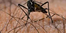 “Misure d’emergenza!”, il virus Chikungunya colpisce l’Italia: diverse città si muovono. Cosa sta succedendo