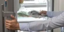 Come scongelare il pesce correttamente. La tecnica dell’esperto per evitare rischi