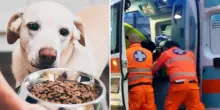 Muore mentre dà da mangiare al cane: cosa gli è successo. “È stato fatale”