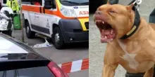 Orrore in Italia, bimbo di 3 anni azzannato alla testa dal cane di famiglia