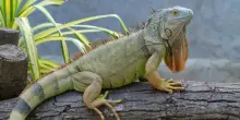 Iguana dà alla luce 8 piccoli senza accoppiarsi: cos’è la partenogenesi