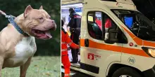 Terrore in Italia, bimbo di 9 anni sbranato da un pitbull: “Era al guinzaglio ma senza museruola”