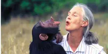 Addio a Jane Goodall, la signora degli scimpanzé che ha rivoluzionato l’etologia