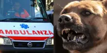 Italia, cane azzanna al volto una bambina di 10 anni: “Scena terrificante”