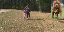 “Sbranata dal pitbull”. Passeggia con la figlia di 4 anni, poi l’aggressione: orrore in un istante