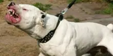 Accarezza il suo pitbull mentre dorme. La reazione è violentissima: conseguenze gravi
