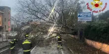 Maltempo infernale in Italia, alberi crollati e frane: oltre 50 interventi dei vigili del fuoco