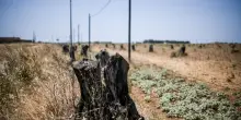 La Puglia verso le regionali: le politiche anti-Xylella sono davvero la soluzione?