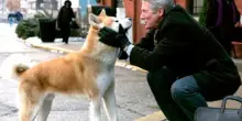 Hachiko &ndash; Il tuo migliore amico: tutto quello che c&rsquo;&egrave; da sapere sul film