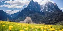 Alpe di Siusi in primavera: eventi, fioriture e itinerari tra aprile e inizio estate