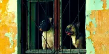 Palermo, 100 cani sequestrati a una coppia di accumulatori di animali
