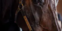 E&rsquo; morto Varenne, il cavallo trottatore pi&ugrave; forte di tutti i tempi aveva 31 anni