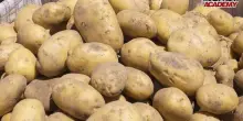 Confagri e Crea insieme per rilancio patata Riviera Romagnola