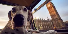 Voli, Mit: Enac amplia possibilità di animali domestici in cabina