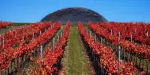 Vino, 20 anni di Carapace: Tenute Lunelli celebrano visione di Pomodoro