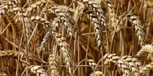 Produzione italiana grano stimata in crescita del 20%