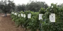 Successo per quarta “Giornata di Campagna” del Progetto Bi.Vi.Si