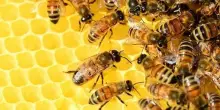 Wwf: oltre 40% insetti impollinatori a rischio estinzione