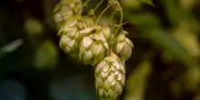 Assobirra: in 2024 birre low e no alcol +13,4% sul 2023
