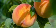 Al via campagna pesche e nettarine, produzione in calo