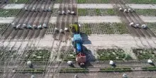 Campagna bieticola, 4 appuntamenti in campo con Coprob