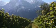 Consorzio Vini Valle d’Aosta: due eventi estivi dedicati all’enoturismo