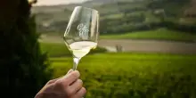Vino, l’8 giugno Consorzio Collio a Roma con 31 Cantine per Ais Lazio