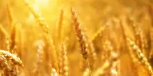 Nel Mantovano superfici grano duro crescono a danno soia e mais